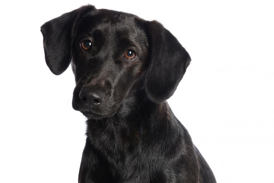Vermisstmeldung Hund rassenmischung Weiblich , 8 jahre Médis Frankreich