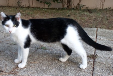 Vermisstmeldung Katze rassenmischung Weiblich , 2 jahre Marennes-Hiers-Brouage Frankreich