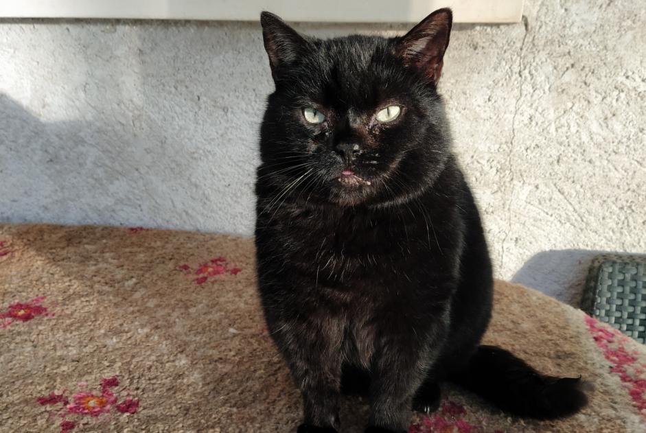 Vermisstmeldung Katze Männliche , 11 jahre La Devise Frankreich Vermisstmeldung Katze Männliche , 11 jahre La Devise Frankreich