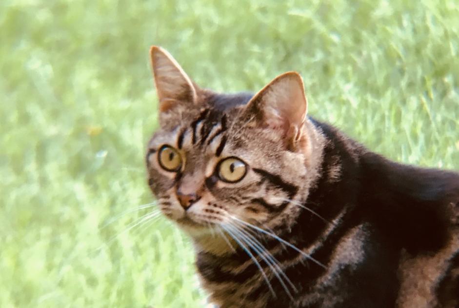 Vermisstmeldung Katze Weiblich , 12 jahre La Rochelle Frankreich Vermisstmeldung Katze Weiblich , 12 jahre La Rochelle Frankreich