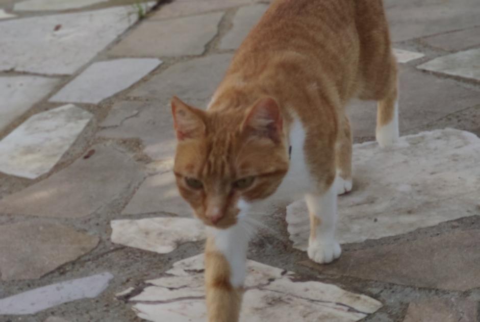 Vermisstmeldung Katze Weiblich , 3 jahre Givry Frankreich