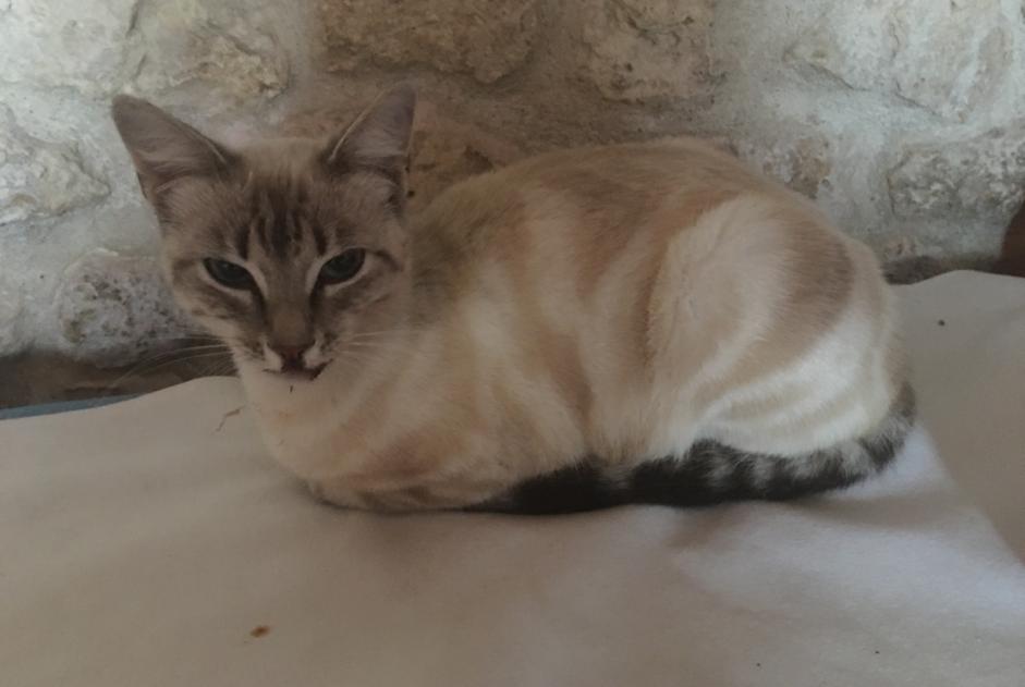 Discovery alert Cat Female Montlieu-la-Garde France