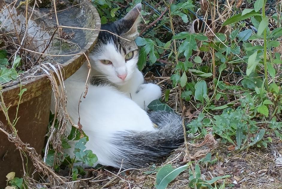 Discovery alert Cat Unknown Perigny France