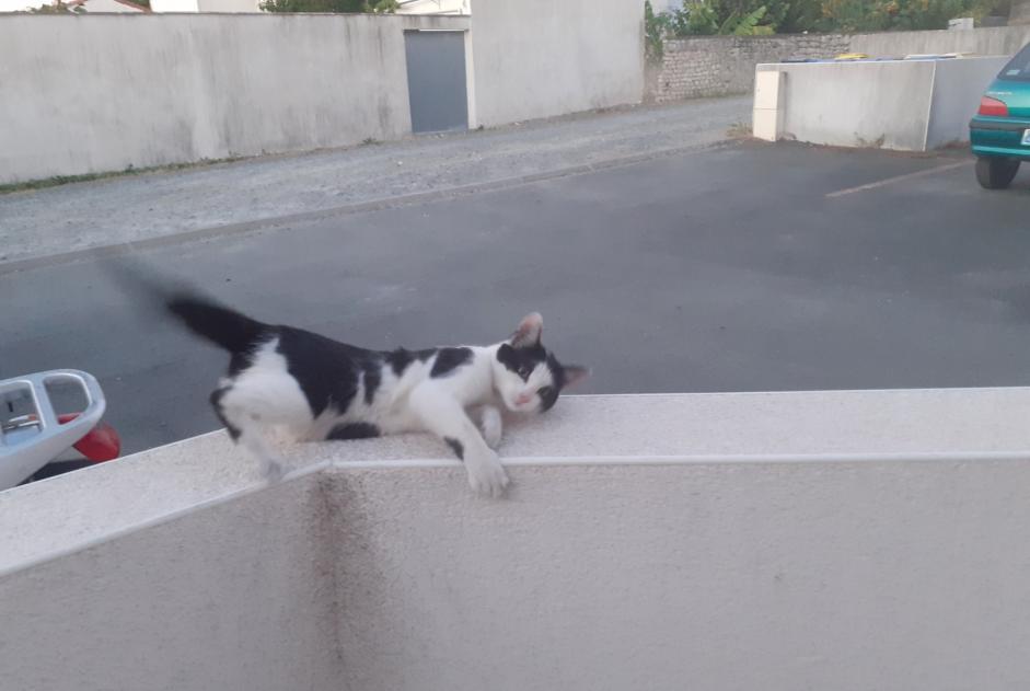 Discovery alert Cat Unknown La Rochelle France