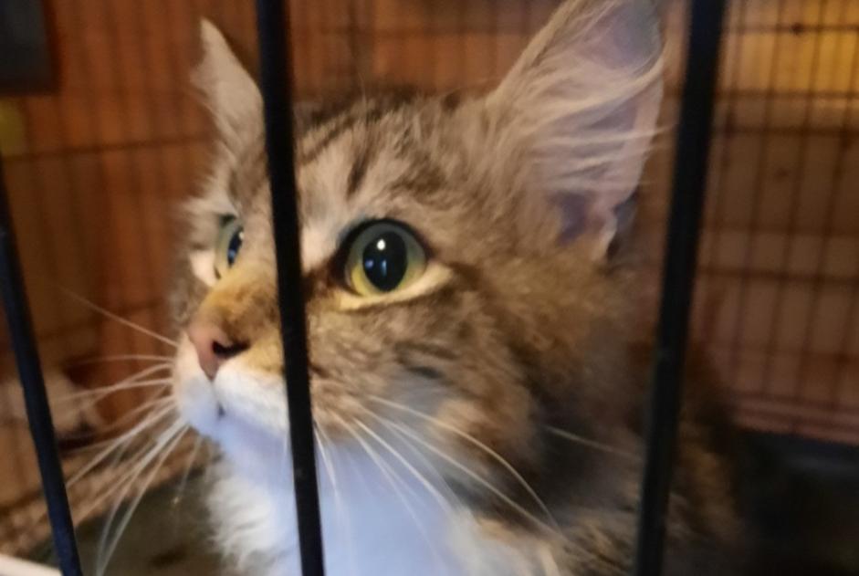 Discovery alert Cat miscegenation Male , 2 years Surgères France