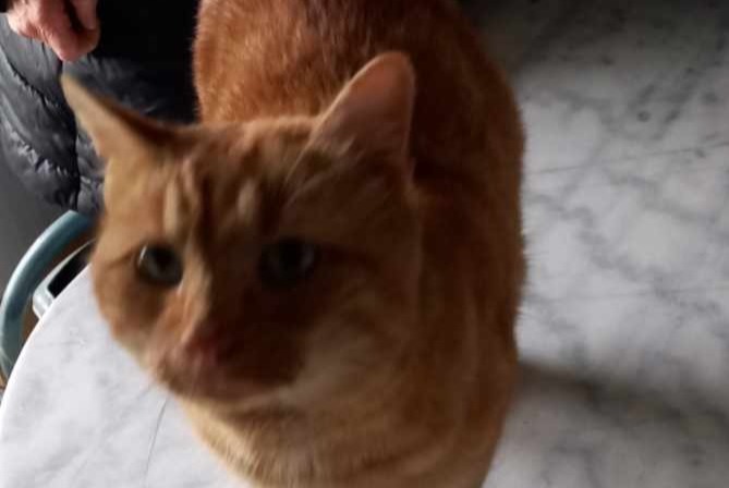 Discovery alert Cat miscegenation Male Saint-Martial-de-Mirambeau France