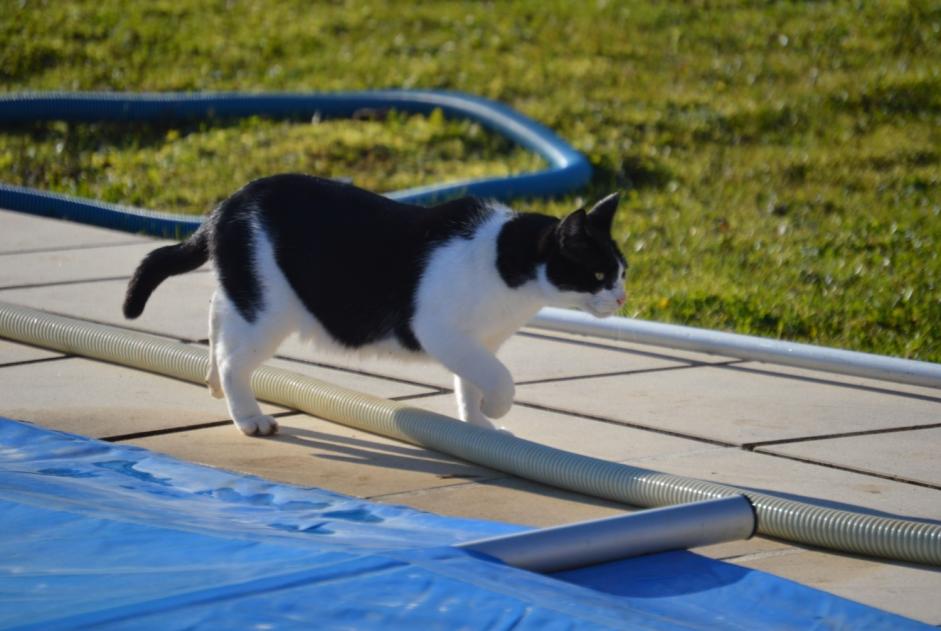 Disappearance alert Cat Male , 13 years Romazières France