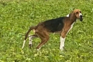 Discovery alert Dog  Male Mosnac France