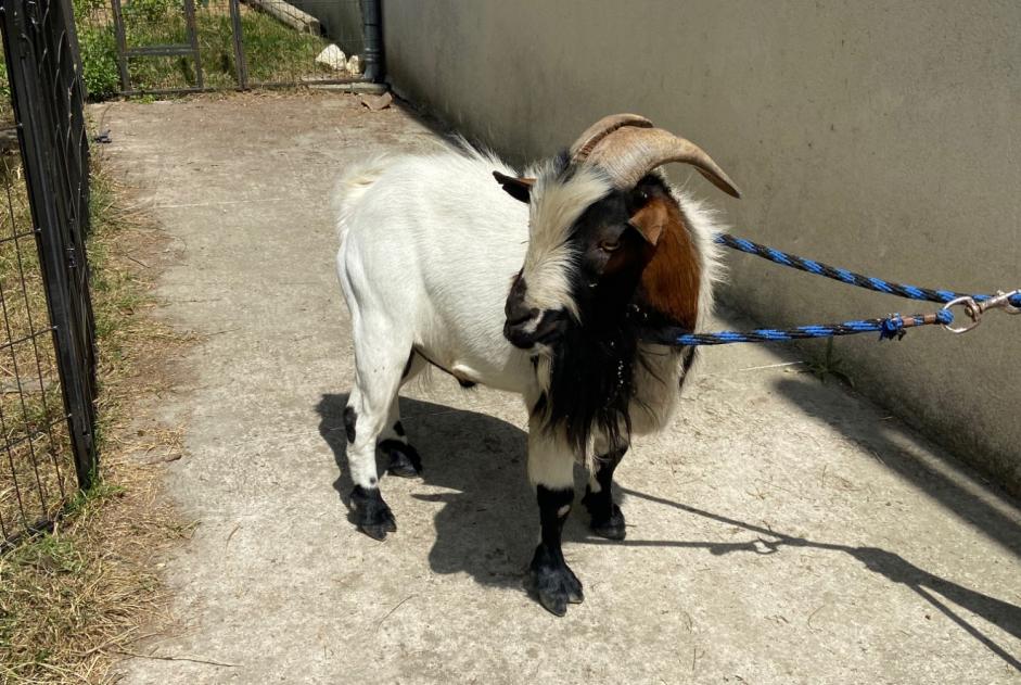 Discovery alert Goat Male Nachamps France