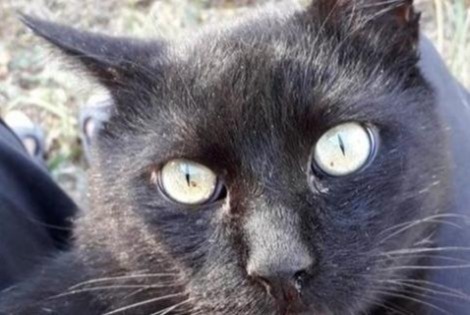 Alerta de Desaparición Gato Macho , 11 años La Devise Francia
