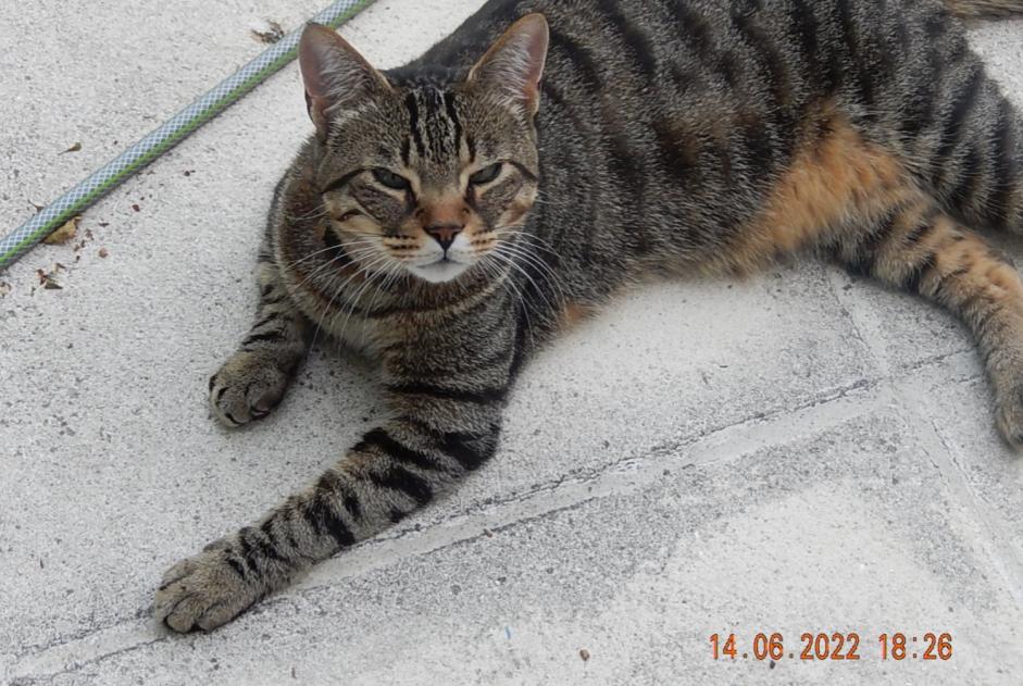 Alerta de Desaparición Gato  Macho , 3 años Mosnac Francia