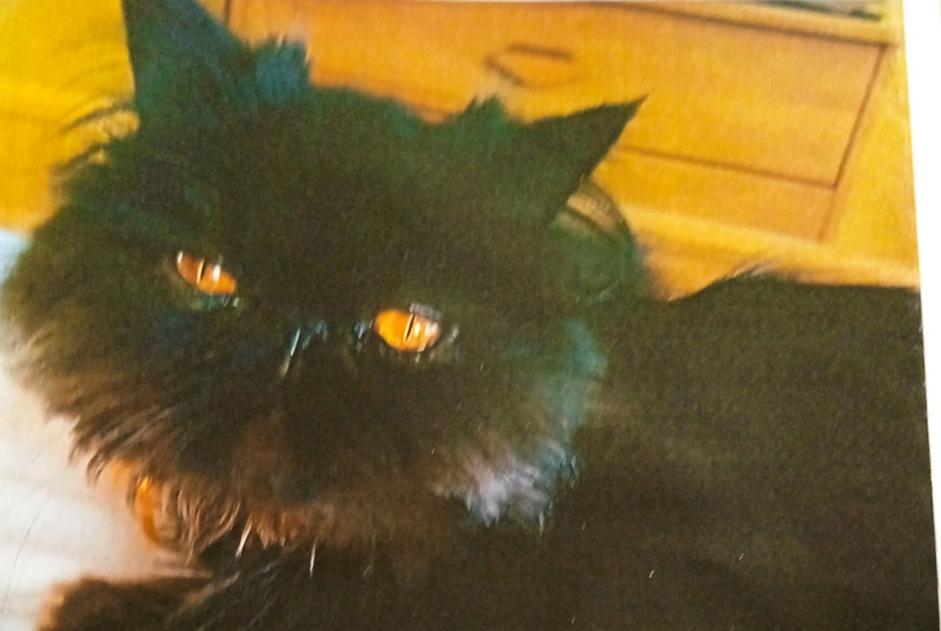 Alerta de Desaparición Gato  Macho , 3 años Surgères Francia