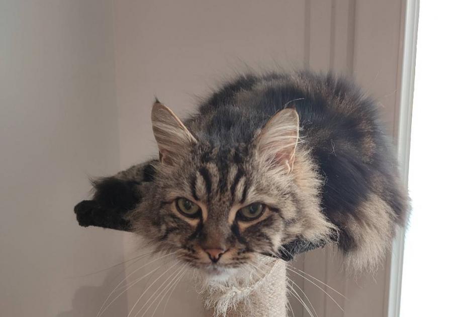 Alerta de Desaparición Gato cruce Macho , 16 años Tonnay-Charente Francia