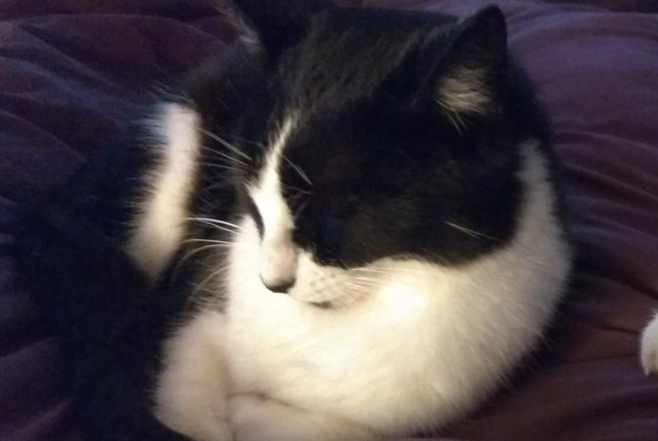 Alerta de Desaparición Gato  Macho , 2 años Nachamps Francia