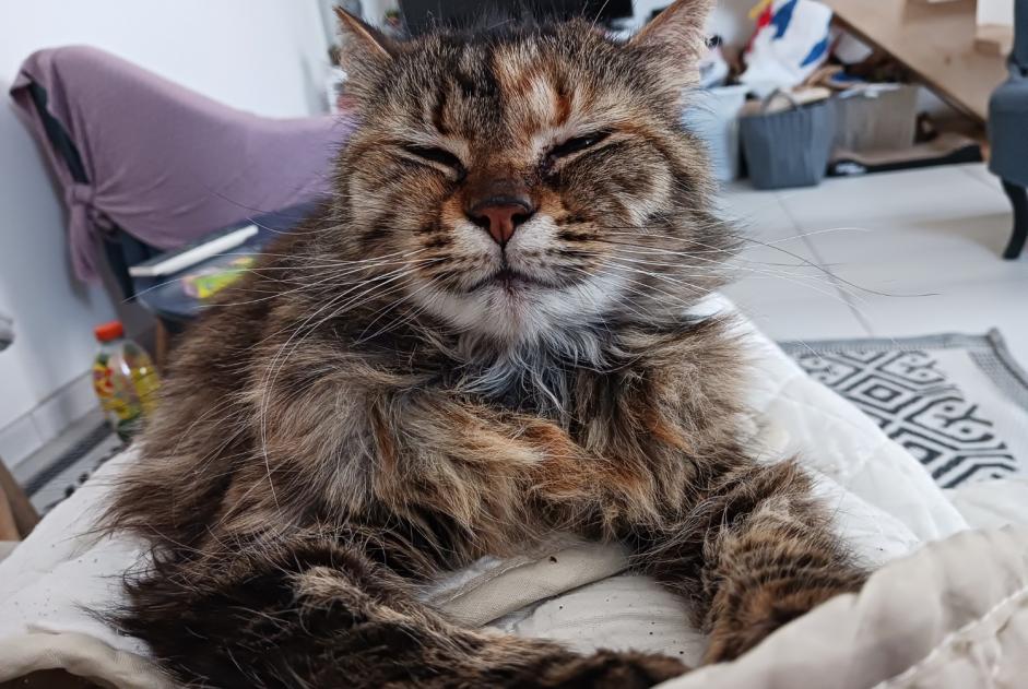 Alerta de Desaparición Gato  Hembra , 6 años Rochefort Francia