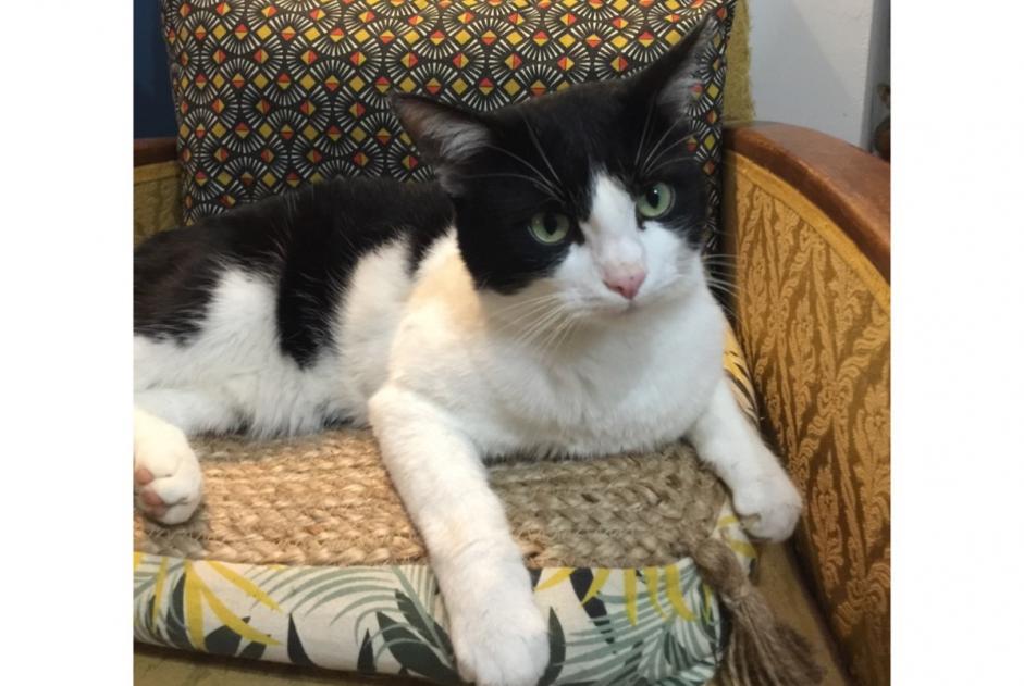 Alerta de Desaparición Gato cruce Macho , 2023 años Royan Francia
