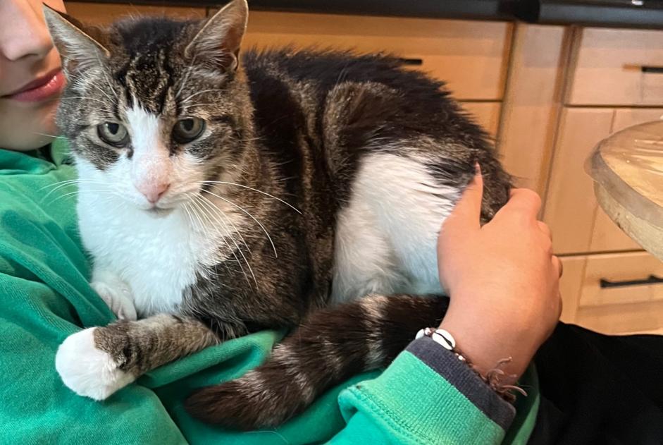 Alerta de Desaparición Gato Macho , 18 años Nieul-sur-Mer Francia