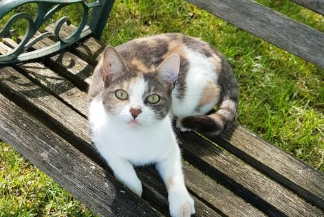 Alerta de Desaparición Gato Hembra , 9 años Neuvicq-le-Château Francia Alerta de Desaparición Gato Hembra , 9 años Neuvicq-le-Château Francia