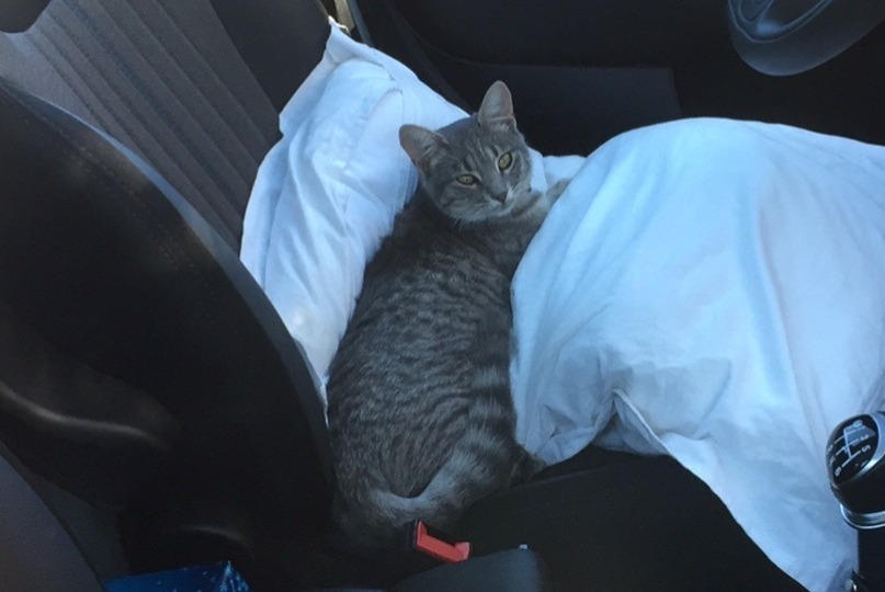 Alerte Disparition Chat Femelle , 6 ans Saint-Pierre-d'Oléron France