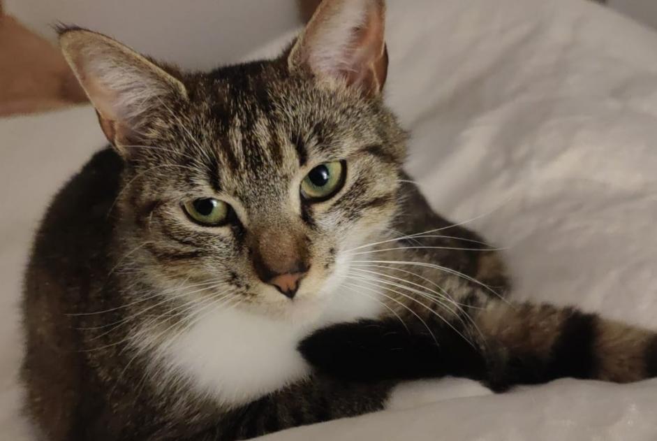 Alerte Disparition Chat  Femelle , 2 ans La Flotte France