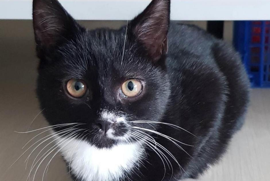 Alerte Disparition Chat Mâle , 1 ans Angoulins France Alerte Disparition Chat Mâle , 1 ans Angoulins France