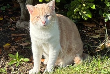 Alerte Découverte Chat Mâle Saint-Palais-sur-Mer France