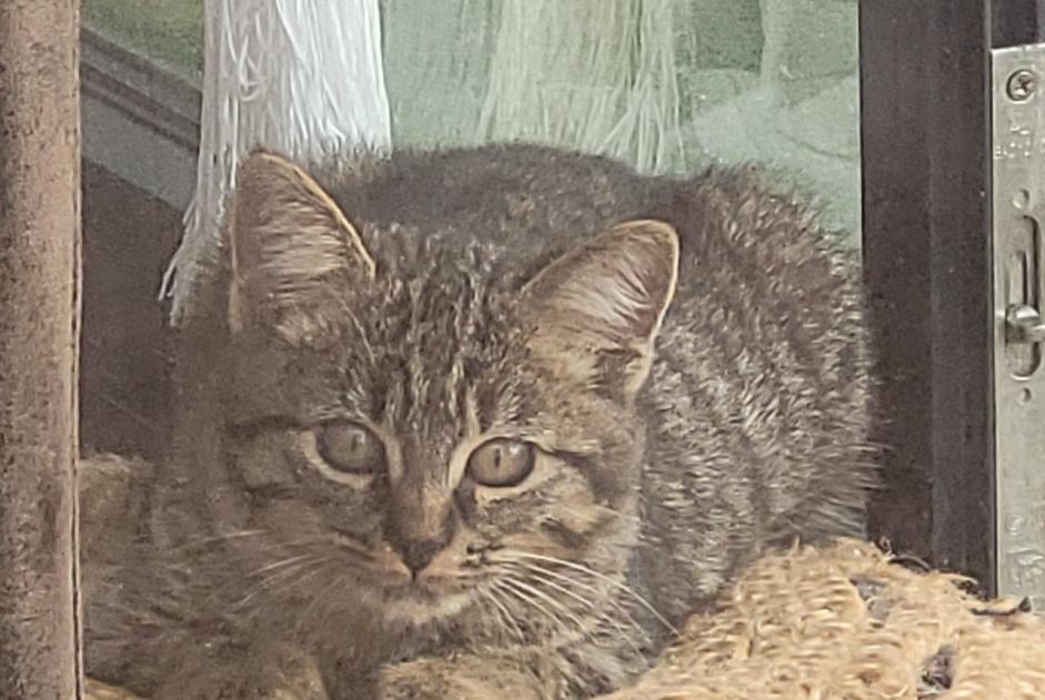 Alerte Découverte Chat  Mâle Aytré France