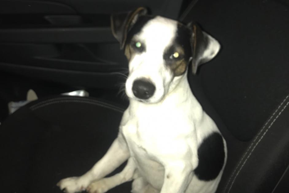 Alerte Découverte Chien  Mâle Bussac-sur-Charente France