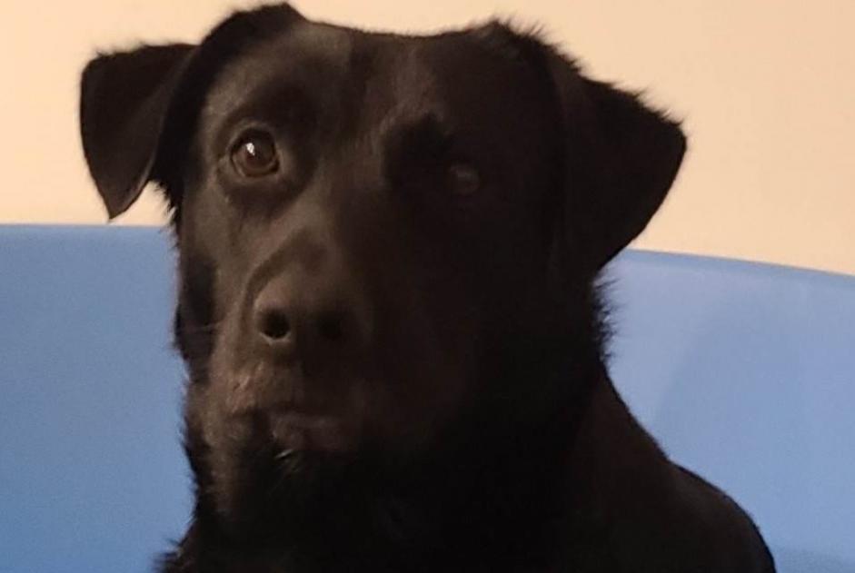 Alerte Découverte Chien croisement Mâle Virollet France