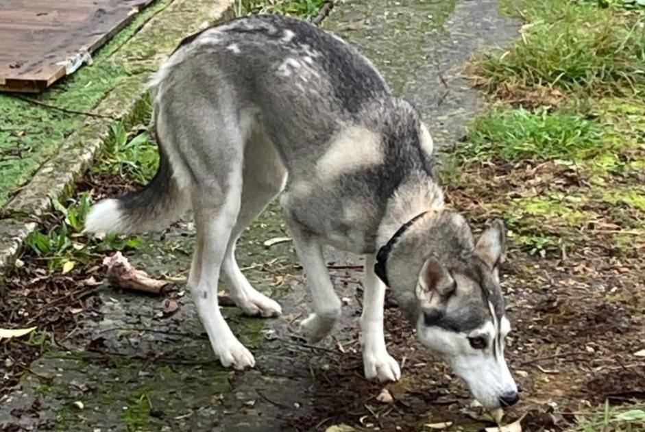 Alerte Découverte Chien  Femelle Rochefort France