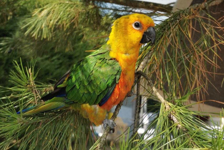 Alerte Disparition Oiseau Femelle , 2023 ans Loiré-sur-Nie France Alerte Disparition Oiseau Femelle , 2023 ans Loiré-sur-Nie France