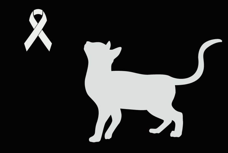 Avviso Ritrovamento Gatto incrocio di razze Non conosciuta Bouhet Francia