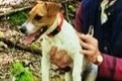 Avviso scomparsa Cane Femmina , 4 anni Plassac Francia Avviso scomparsa Cane Femmina , 4 anni Plassac Francia