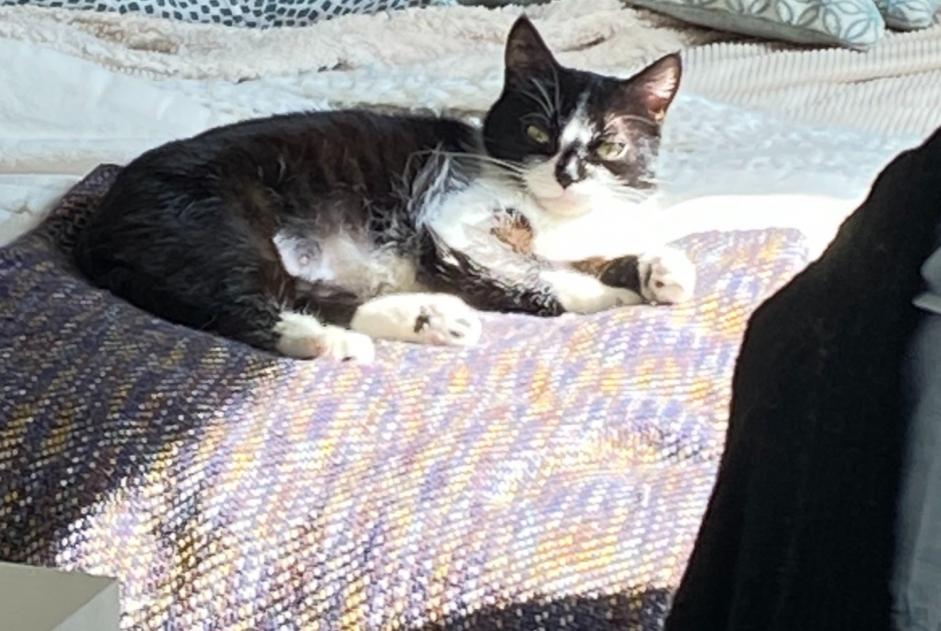 Avviso scomparsa Gatto incrocio di razze Femmina , 4 anni La Tremblade Francia