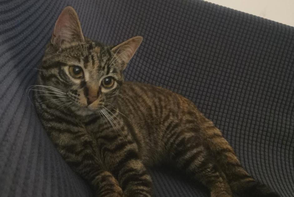 Avviso Ritrovamento Gatto Femmina Lagord Francia