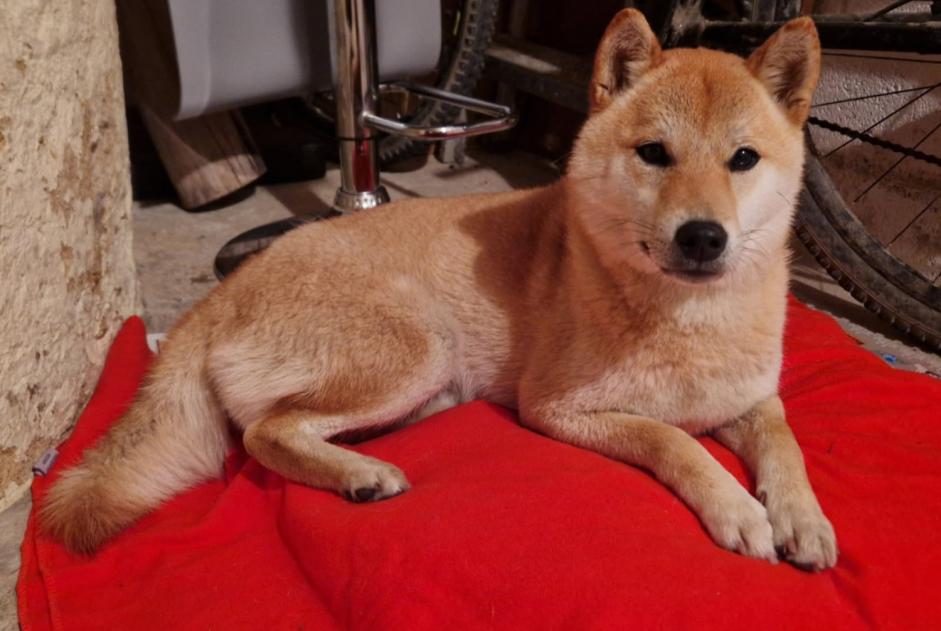 Fundmeldung Hond Onbekannt Lussant France