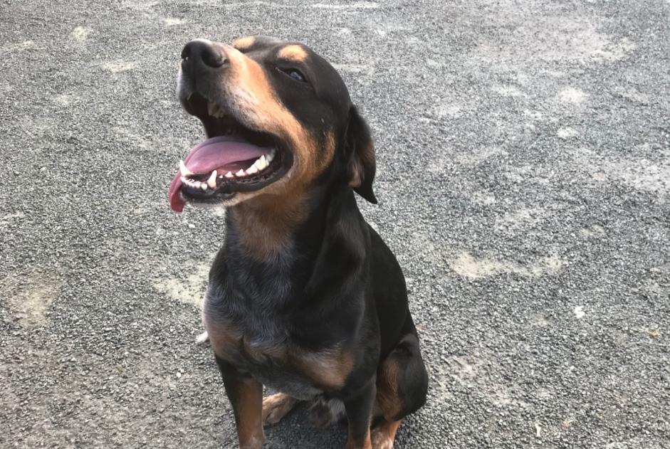 Ontdekkingsalarm Hond rassenvermenging Mannetje , Tussen 7 en 9 maanden Saint-Just-Luzac Frankrijk
