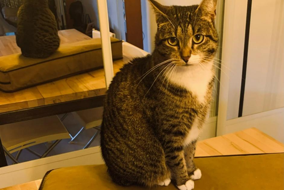 Verdwijningsalarm Kat  Vrouwtje , 3 jaar La Rochelle Frankrijk