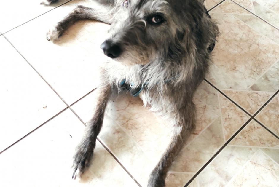 Alerta desaparecimento Cão cruzamento Macho , 8 anos La Tremblade France