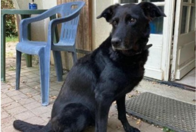 Alerta desaparecimento Cão cruzamento Fêmea , 11 anos Bercloux France