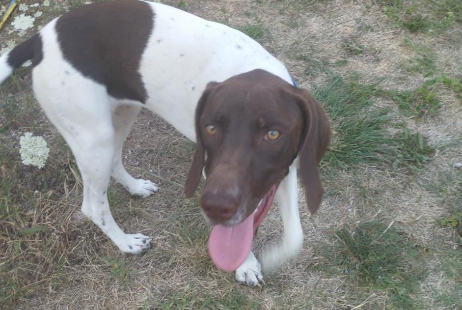 Alerta descoberta Cão Fêmea Saint-Vaize France