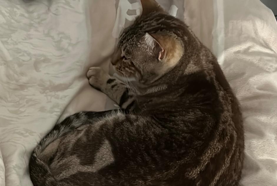 Alerta desaparecimento Gato  Fêmea , 1 anos Sablonceaux France