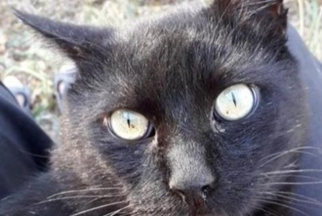 Alerta desaparecimento Gato Macho , 14 anos La Devise France Alerta desaparecimento Gato Macho , 14 anos La Devise France