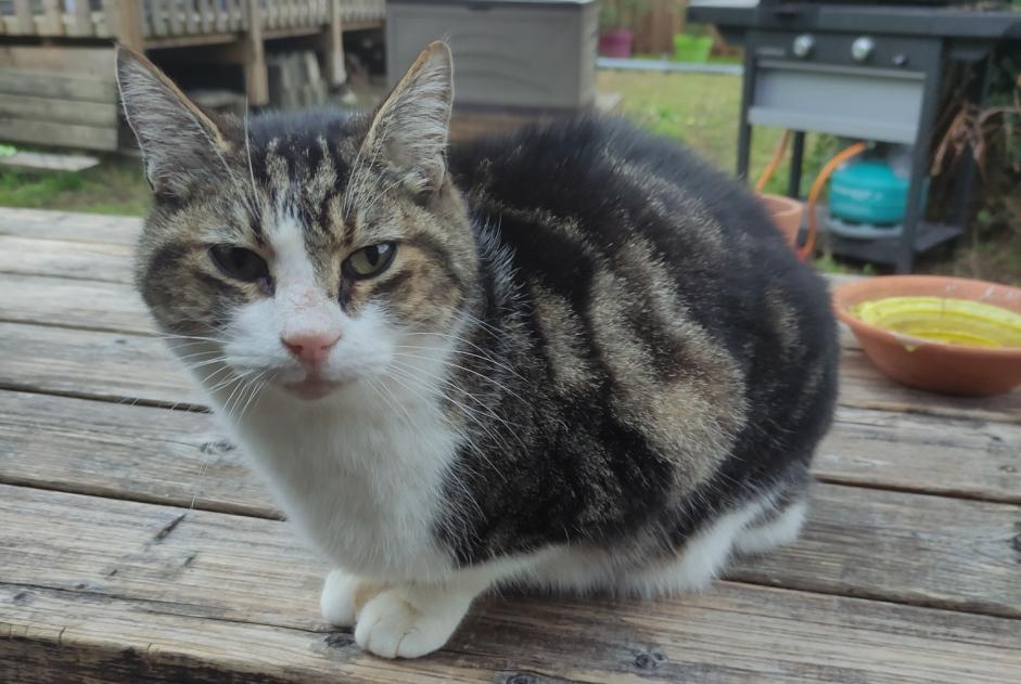 Alerta descoberta Gato cruzamento Macho Marennes-Hiers-Brouage France